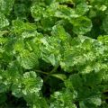 Description de la variété de menthe frisée, caractéristiques de culture et d'entretien
