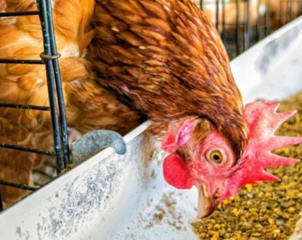 Comment donner correctement de la levure aux poulets à la maison
