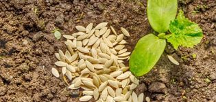 Warum Gurken nicht lange auf freiem Feld sprießen und was zu tun ist