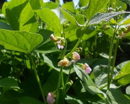 Description des meilleures variétés et types de haricots verts avec des noms
