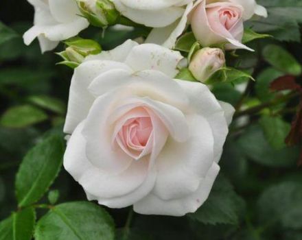 Description of the rose variety Aspirin, cultivation, care and reproduction