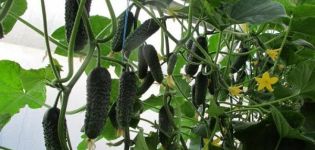 Description du directeur néerlandais de la variété de concombre et de sa culture