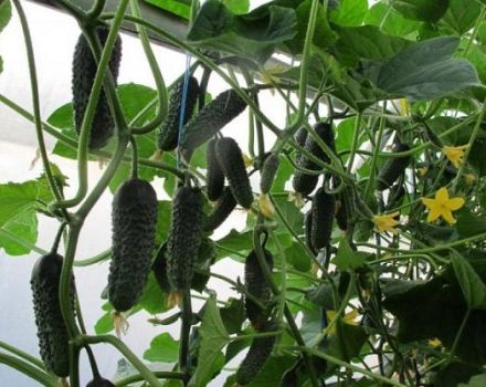 Description of the Dutch cucumber variety Director and its cultivation