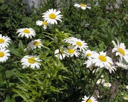 Plantation et entretien d'un champ de maïs en plein champ, description des espèces et srt