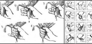 How to learn to milk a cow with your hands correctly for beginners for the first time