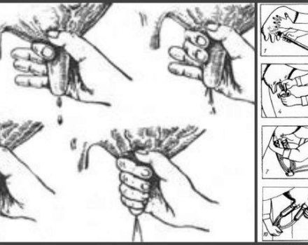 Comment apprendre à traire correctement une vache avec vos mains pour les débutants pour la première fois