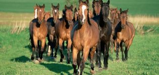 How to breed horses correctly, upcoming expenses and possible benefits