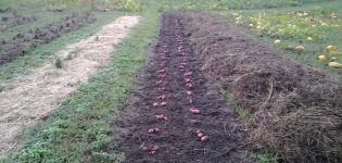 Welche Gründünger werden im Herbst am besten für Kartoffeln gesät?