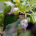 Mesures de lutte contre l'oïdium sur les groseilles à maquereau avec des moyens folkloriques et chimiques