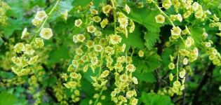 Comment planter et cultiver des groseilles à partir de graines à la maison