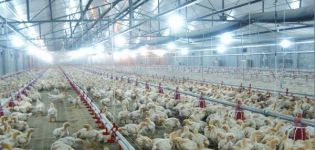 Type de placement et densité de stockage des poulets de chair pour la garde au sol à la maison