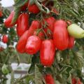 Description de la variété de tomate Poivre, ses avantages et ses inconvénients