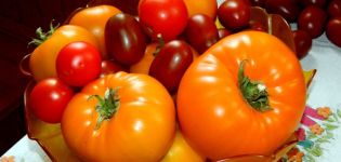 Caractéristiques et description de la variété de tomate géante orange, son rendement