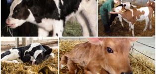 Verwendung von Elektrolyten für Kälber und wie man es zu Hause selbst macht