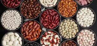 Technologie pour la culture et l'entretien des haricots dans le pays en plein champ