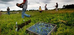 Beschreibung der Blaubeersorten, wie die Beere wächst, pflanzt und pflegt, kultiviert und vermehrt