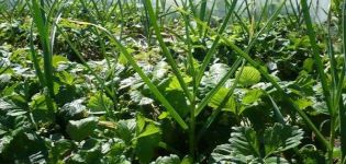 Ist es möglich, Erdbeeren nach Knoblauch zu pflanzen und umgekehrt?