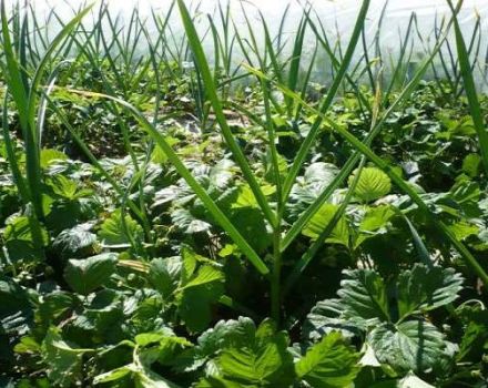 Est-il possible de planter des fraises après l'ail et vice versa