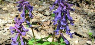 Planter et entretenir les huppés en plein champ, une description des 28 meilleures espèces et variétés