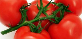 Description de la variété de tomate subarctique, ses caractéristiques et sa culture