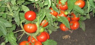Description of the tomato variety Three Sisters, and its yield