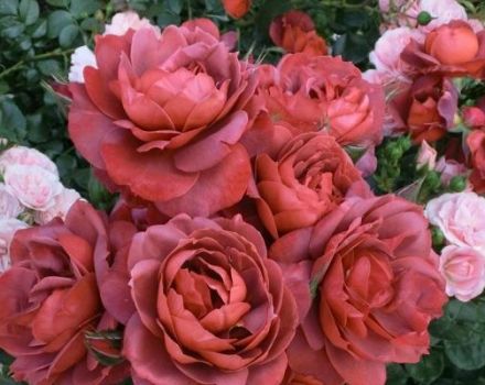 Description et caractéristiques des meilleures variétés de roses brunes