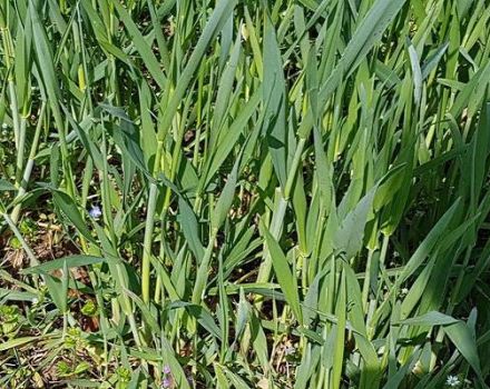 How to get rid of wheatgrass, a description of the best herbicides and weed control measures