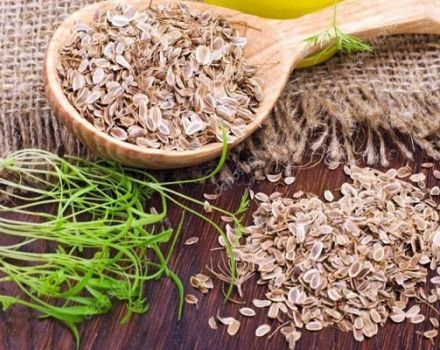 Durée de conservation et durée de conservation des graines d'aneth pour la plantation