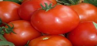 Description de la variété de tomate Pablo, rendement et culture