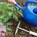Règles pour nourrir les tomates avec de la levure et comment fabriquer soi-même de l'engrais