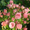 Description et caractéristiques des variétés de variétés de roses Lydia, plantation et soins