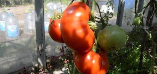 Description of the tomato variety Gigant Novikova, reviews and yield