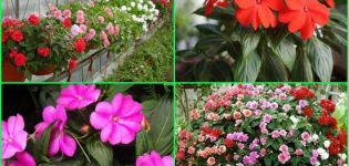 Warum färbt sich die nasse Vanka-Blume gelb und fällt von den Blättern und was tun?