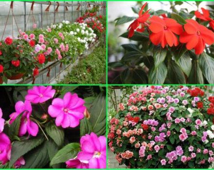 Warum färbt sich die nasse Vanka-Blume gelb und fällt von den Blättern und was tun?