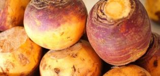 TOP 25 der besten Rübensorten für Freiland- und Winterlagerung, Beschreibung und Eigenschaften