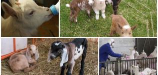 Warum ein Kind seine Zähne zusammenbeißen kann, was zu tun ist und wie es zu behandeln und zu verhindern ist