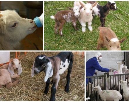 Warum ein Kind seine Zähne zusammenbeißen kann, was zu tun ist und wie es zu behandeln und zu verhindern ist