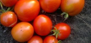 Description of the tomato variety Angelica characteristics