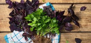 Qu'est-ce que le basilic, où pousse-t-il et à quoi ressemble la plante