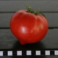 Beschreibung der Tomatensorte Perun f1, Merkmale des Anbaus und der Pflege