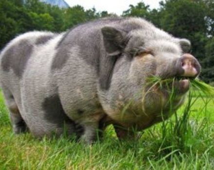 Description et caractéristiques des porcs de la race Mirgorod, caractéristiques du contenu