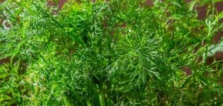 Comment planter correctement l'aneth avant l'hiver dans la région de Moscou en plein champ