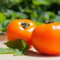 Characteristics and description of the persimmon tomato variety, its yield
