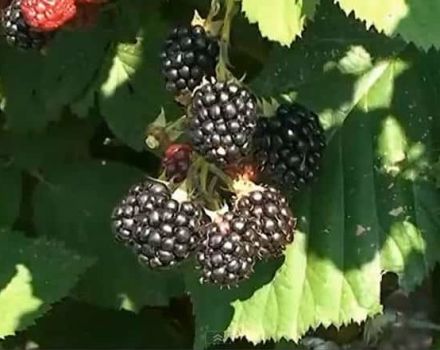 Description et caractéristiques de la mûre Chester Thornless, plantation et entretien