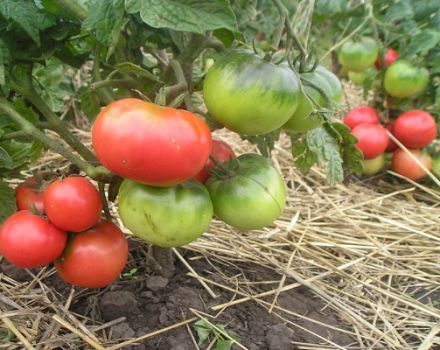 Description and characteristics of the tomato variety Pink leader