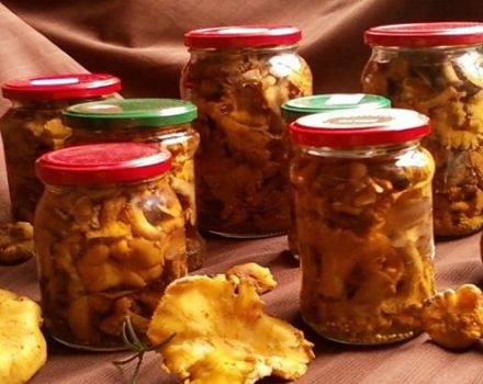 Recettes simples étape par étape pour faire des chanterelles marinées pour l'hiver à la maison