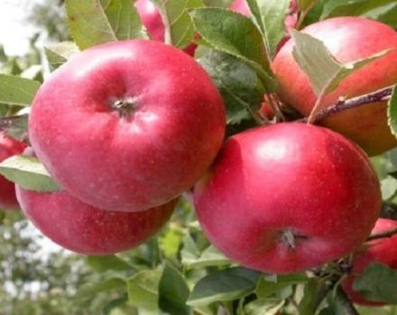Description de la variété et du rendement de la pomme Enterprise, des régions de culture et de la résistance à l'hiver