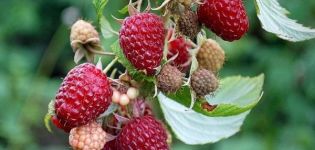 Beschreibungen der besten Sorten dornloser Himbeeren, Pflanzen und Pflege