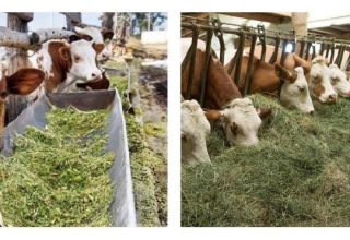 2 Arten der Viehfütterung, welche Nahrung benötigt wird und wie man Kälber auswählt
