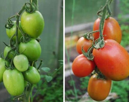 Description of the tomato variety Russian Empire and its characteristics